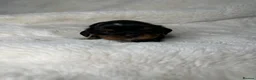 Cavalier King Charles Spaniel dogs for sale: Extensively health tested Puppys  - Advert 9