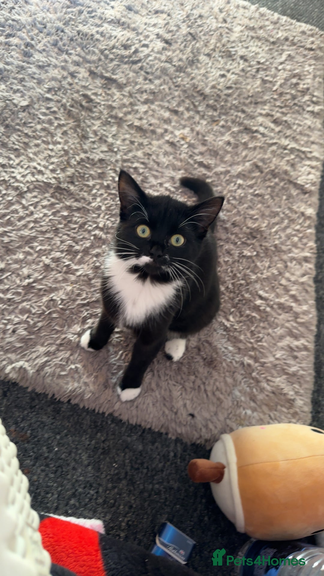 Mixed Breed cats for sale: mixed breed female kitten for sale in Hereford - Image 5