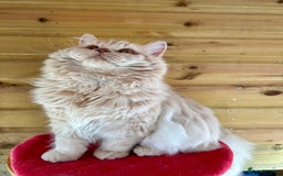British Longhair cats for sale: British longhair kitten - Image 5