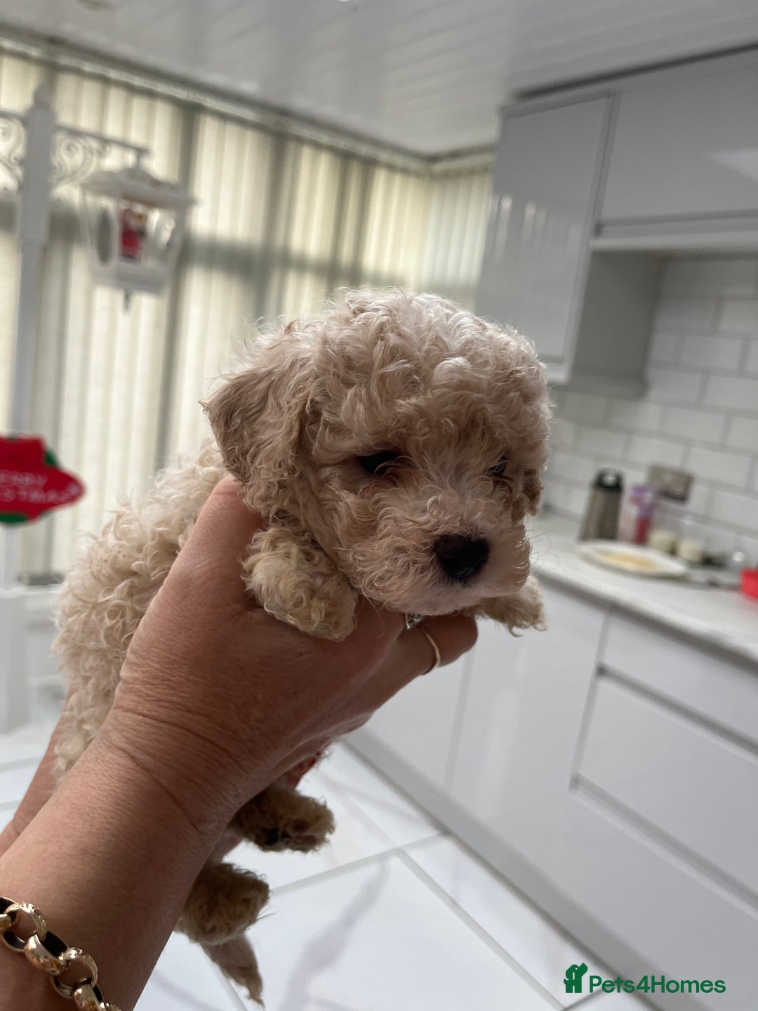 Maltipoo dogs for sale: Miniature multipoint puppies - Advert 5