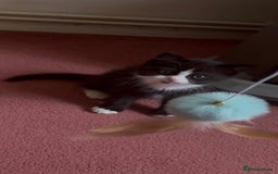 Mixed Breed cats for sale: Fluffy half Persian kitten - Image 9