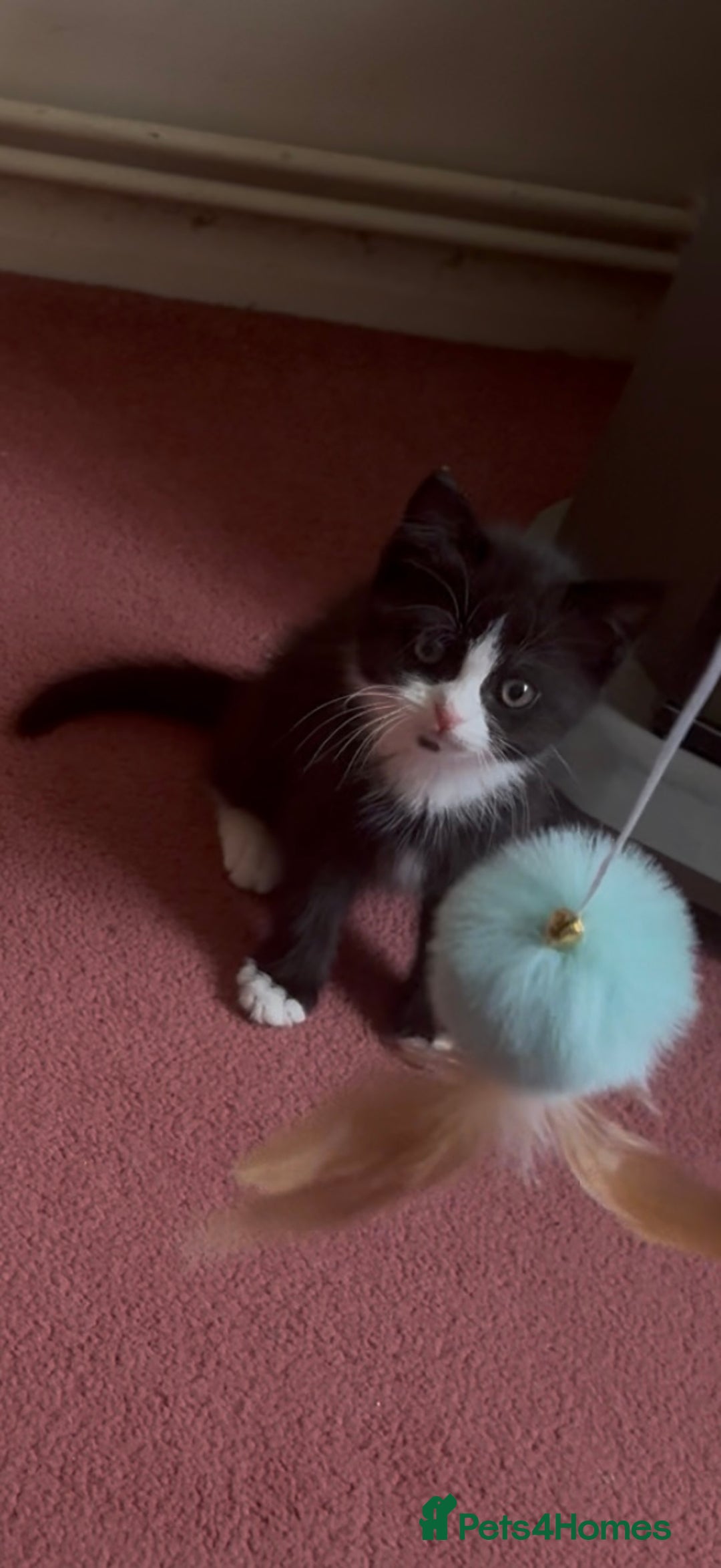 Mixed Breed cats for sale: Fluffy half Persian kitten - Image 9