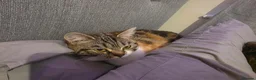 Persian cats for sale: Persian x calico x Tabby mix - Advert 4