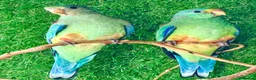 Parrots birds for sale: Mulga parrot Hen 2026 in Romford - Advert 2