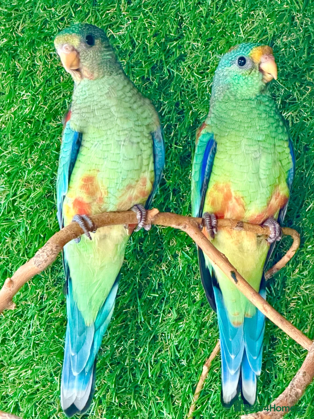 Parrots birds for sale: Mulga parrot Hen 2026 in Romford - Advert 2