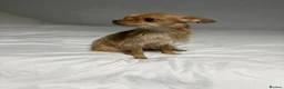 Chorkie dogs for sale: Chorkie dog  - Advert 3