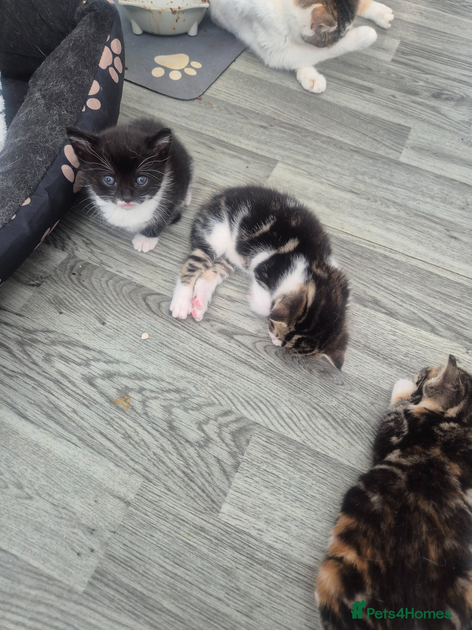 British Shorthair cats for sale: Three adorable kittens  in London - Advert 10