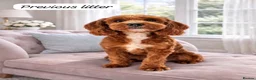 Cavapoo dogs for sale: Beautiful F1b Red Cavapoo Puppies - Advert 17