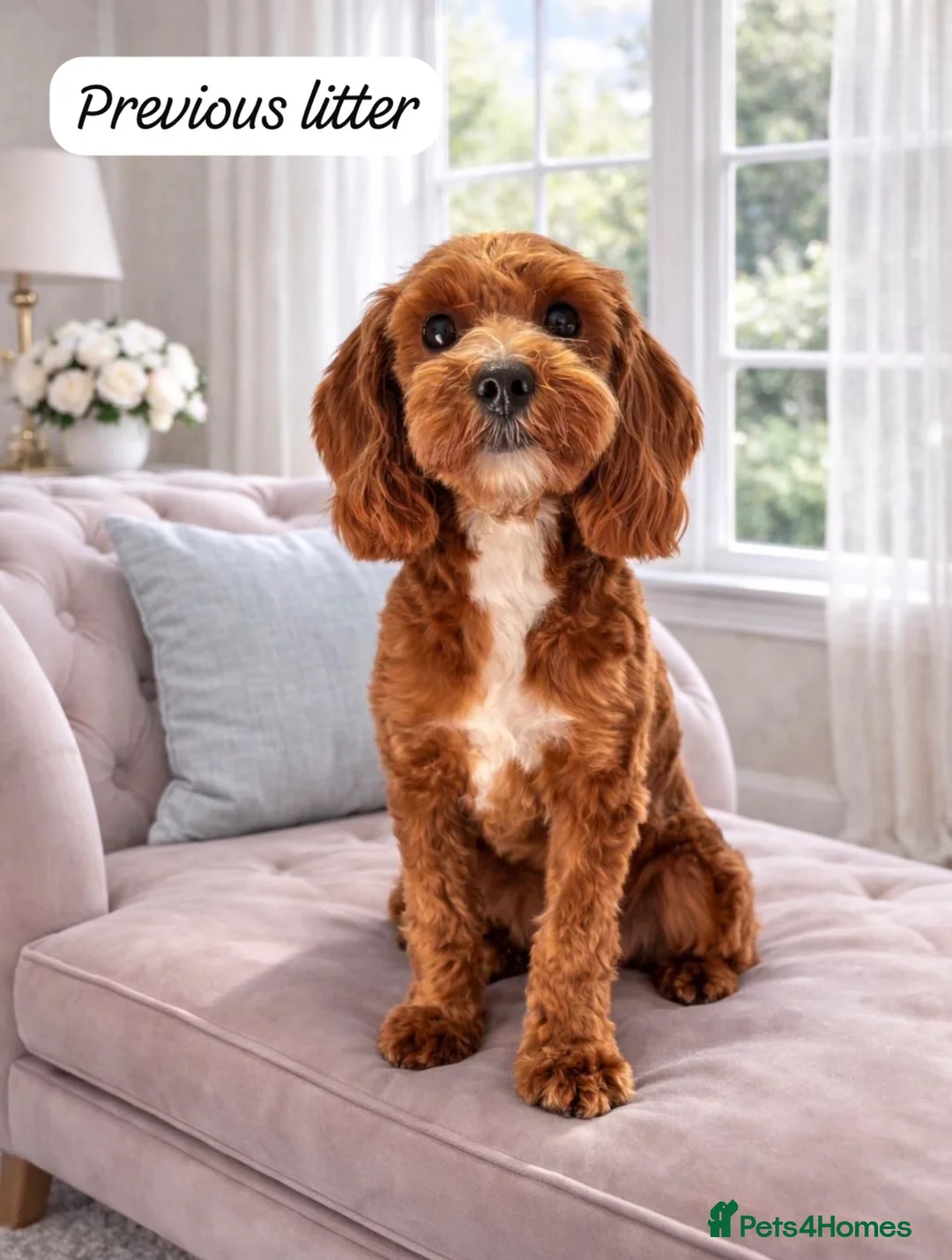 Cavapoo dogs for sale: Beautiful F1b Red Cavapoo Puppies - Advert 17