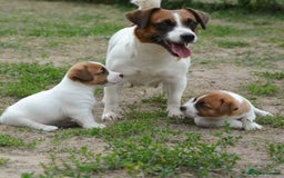 Jack Russell dogs for sale: Beautiful Jack Russell Terrier Puppies for Sale 🐶 - Image 7