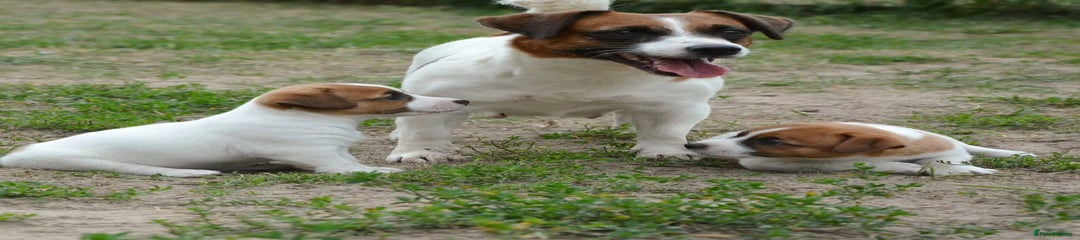 Jack Russell Puppy 4
