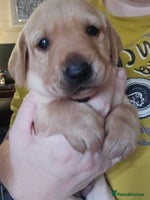 Labrador Retriever dogs Beautiful Labradors. Ready in December - Advert 1
