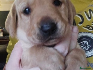 Labrador Retriever dogs - Advert 31