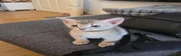 Abyssinian cats for sale: Adorable  Abyssinian  male for sale - Advert 26