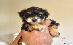 Maltipoo dogs for sale: Exquisitely Adorable Toy Maltipoo Puppies  - Image 4