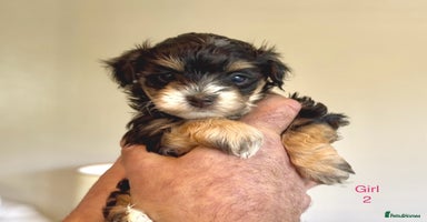 Maltipoo dogs - Advert 4