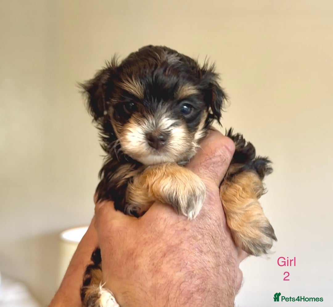 Maltipoo dogs for sale: Exquisitely Adorable Toy Maltipoo Puppies  - Image 4