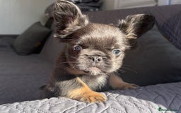French Bulldog dogs for sale: Luxury full fluffy French bulldog  - Image 8