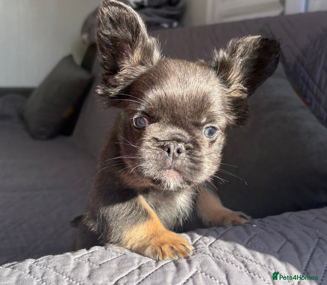 French Bulldog dogs for sale: Luxury full fluffy French bulldog  - Image 8
