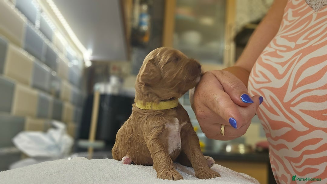 Cockapoo dogs for sale: Beautiful PRA F1B puppies - Image 20