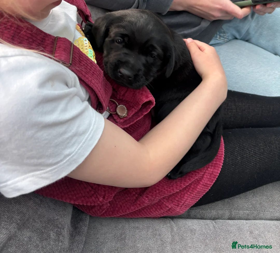 Labrador Retriever dogs for sale: Pedigree & KC registered black Labrador puppies  - Advert 20