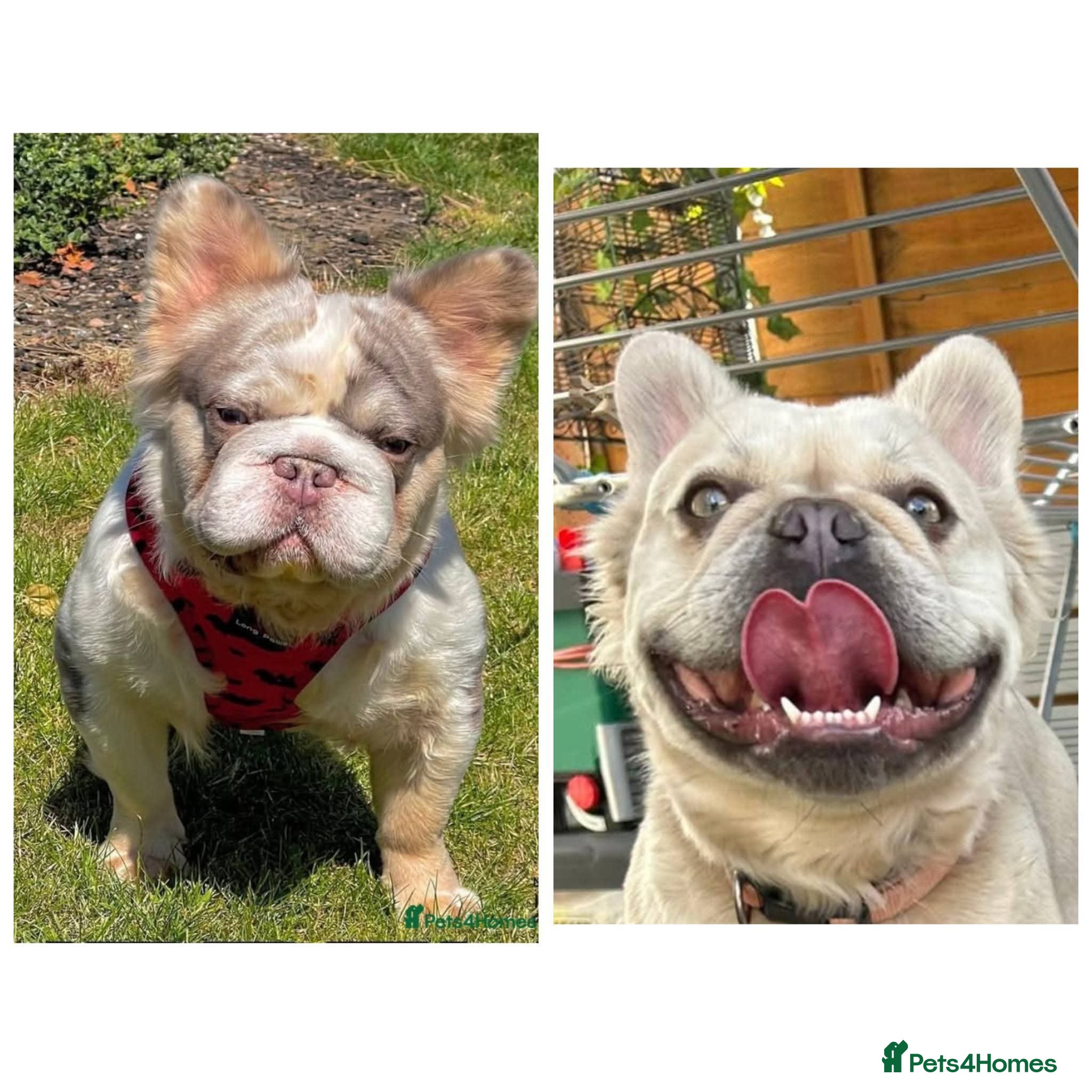 French Bulldog dogs Full fluffy litter due FEB 2026 - Advert 1