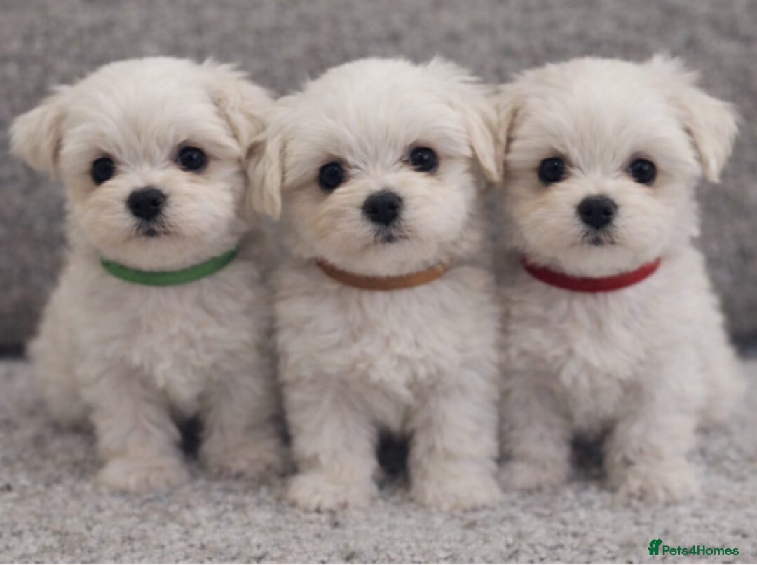 Maltese dogs for sale: Beautiful Toy Size Maltese Puppies - Advert 1