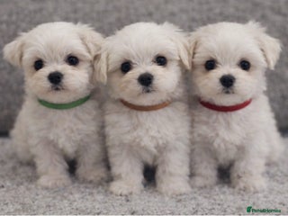 Maltese dogs Beautiful Toy Size Maltese Puppies - Advert 5
