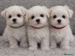 Maltese dogs Beautiful Toy Size Maltese Puppies - Advert 3