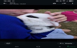 Mini Lop rabbits for sale: Baby mini lop rabbits - Image 4