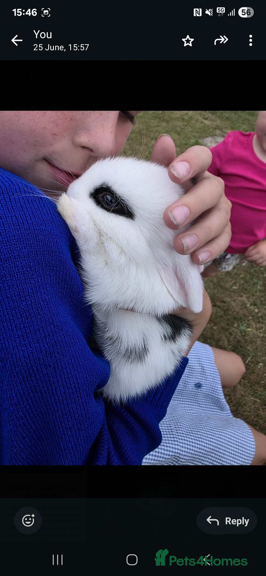 Mini Lop rabbits for sale: Baby mini lop rabbits - Image 4