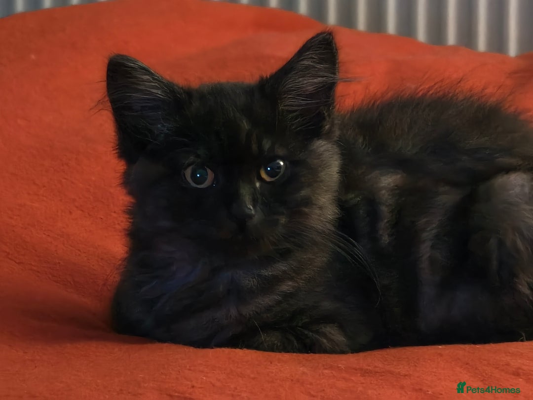 Ragdoll cats for sale: Ragdoll x Shorthair Male - Advert 3