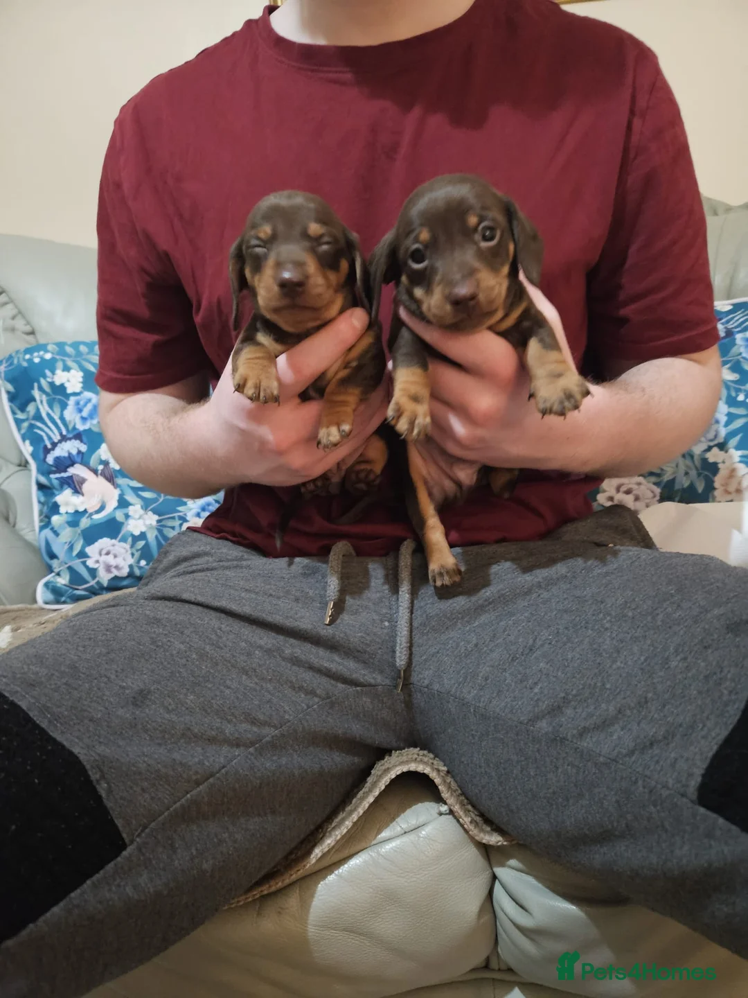 Miniature Dachshund dogs for sale: Stunning miniature dachshund puppies  - Advert 3