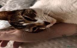 British Shorthair cats for sale: Two beautiful sisters cats  - Advert 2