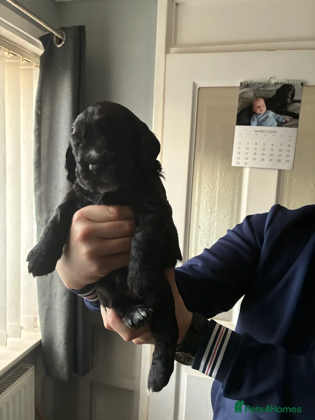Cocker Spaniel dogs for sale: Lola’s beautiful babies  in Doncaster - Advert 2