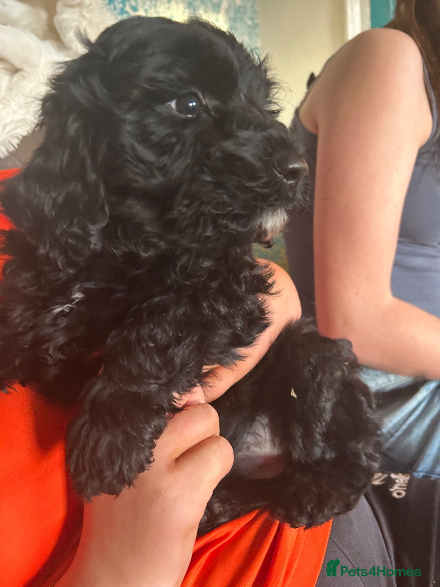 Labradoodle dogs for sale: Vet Checked and Perfect F1B miniature labradoodles - Advert 1
