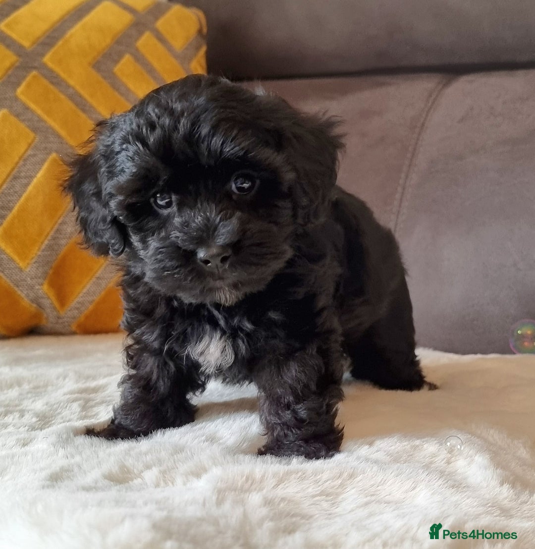 Shihpoo dogs for sale: Adorable little Shihpoo's, sold fully vaccinated - Image 25