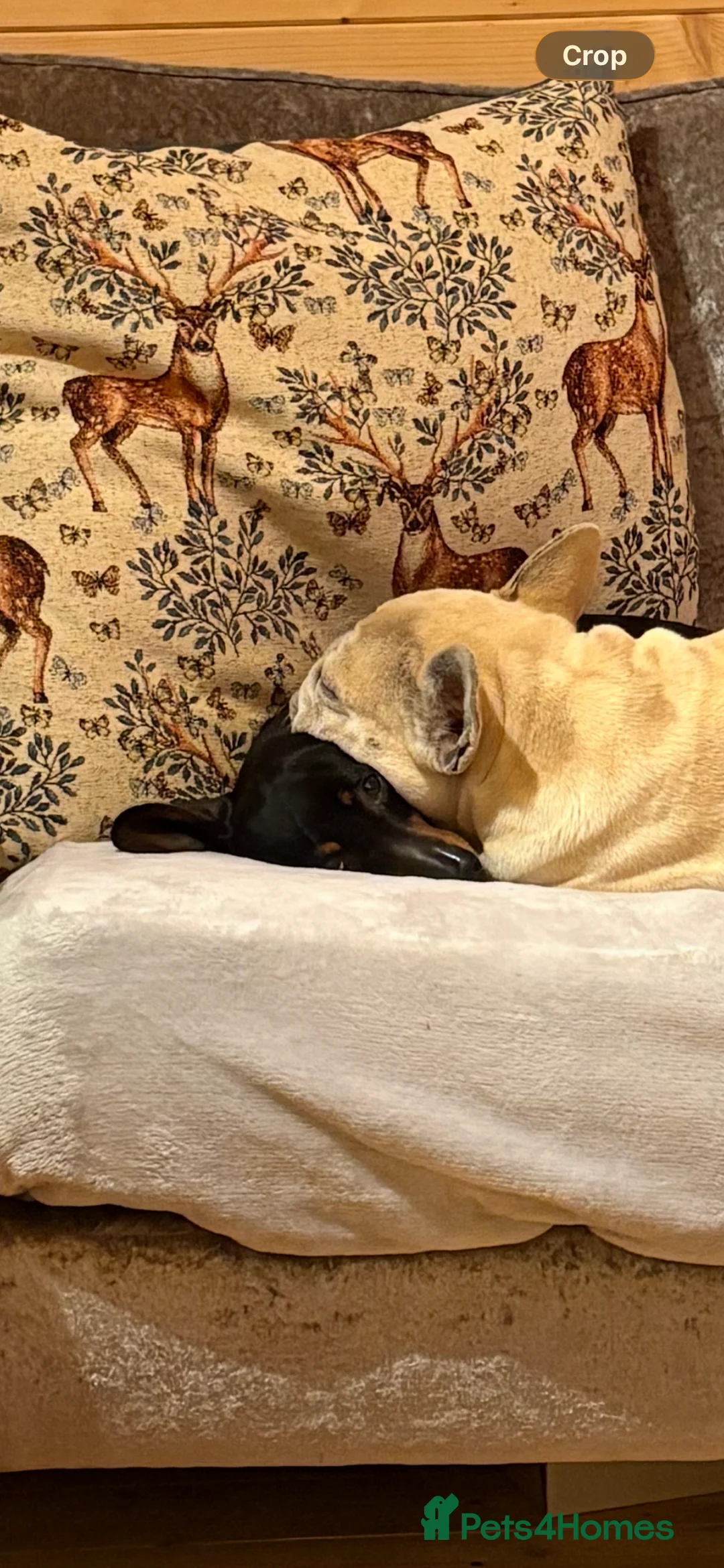 Dachshund dogs for sale: Dachshund girl - Advert 5