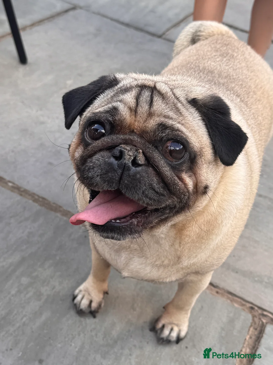 Pug dogs for sale: Roy the Pug - Advert 1