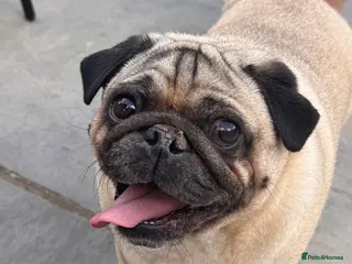 Pug dogs Roy the Pug - Advert 1