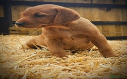 Labrador Retriever dogs for sale: Lovely litter of fox red and black Labrador pups - Image 4