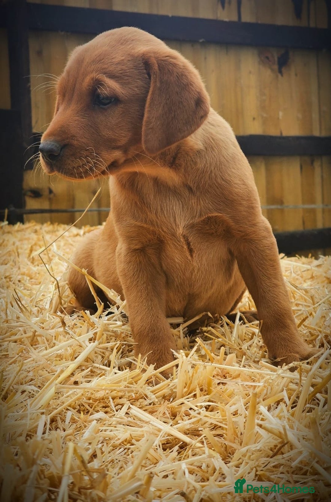 Labrador Retriever dogs for sale: Lovely litter of fox red and black Labrador pups - Image 4