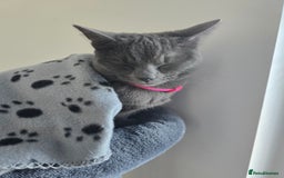 Russian Blue cats for sale: A female grey cat for sale - Image 4