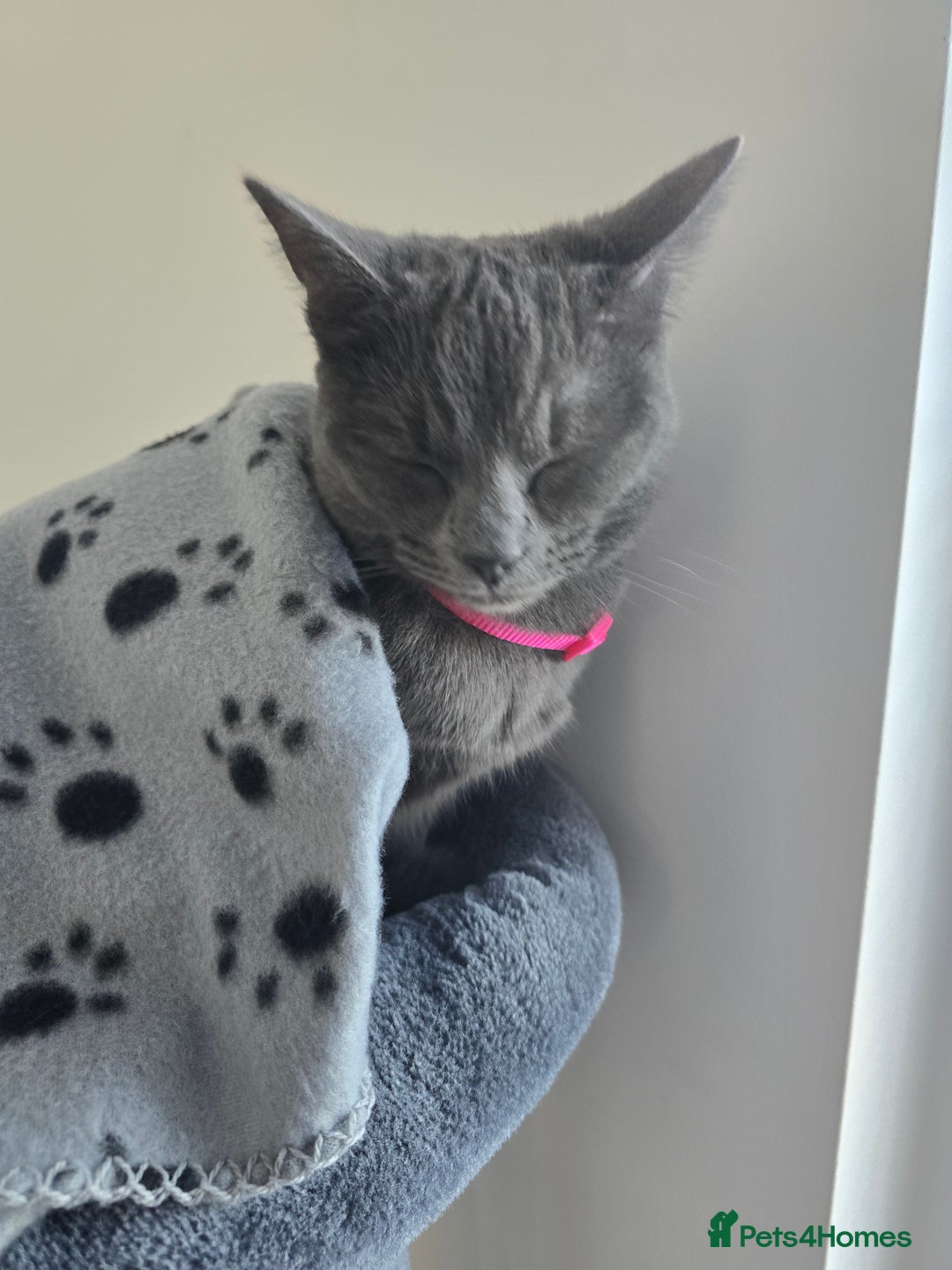Russian Blue cats for sale: A female grey cat for sale - Image 4