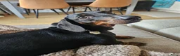Dachshund dogs for sale: 4 year old spayed standard dachshund  - Advert 11