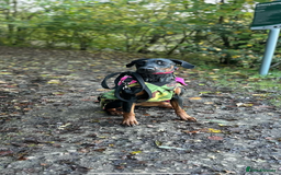 Dobermann dogs for sale: *Stunning Top/Best Bloodline Dobermanns For Sale* - Image 12