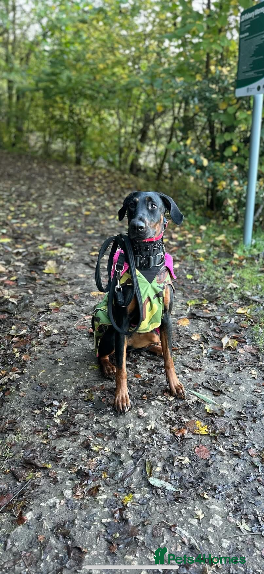Dobermann dogs for sale: *Stunning Top/Best Bloodline Dobermanns For Sale* - Image 12