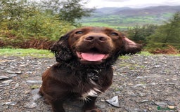 Sprocker dogs for stud: Sprocker Stud - Image 10