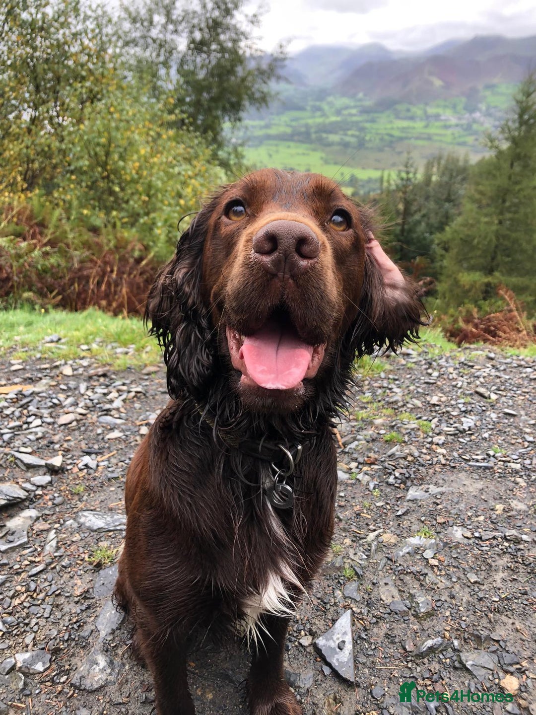 Sprocker dogs for stud: Sprocker Stud - Image 10