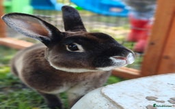 Rex rabbits for sale: Mini Rex Buck - Image 9
